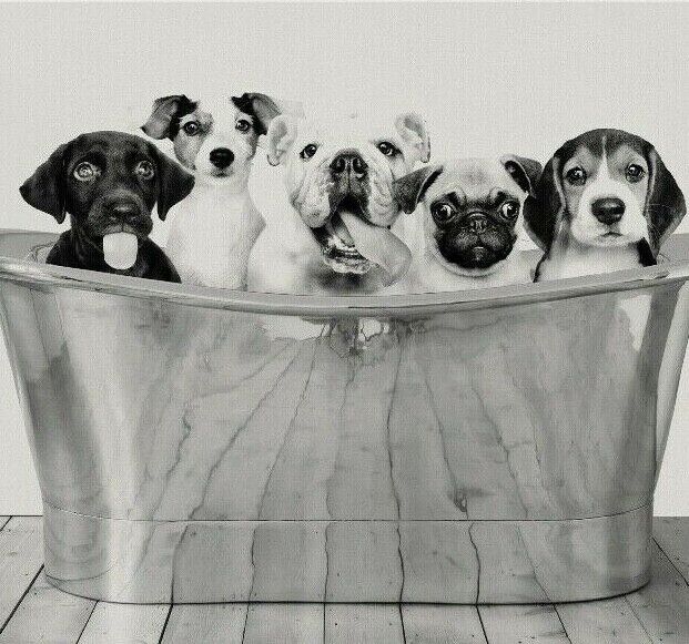 Puppies in Bath Art Print, B/W Puppy Poster, Dog Print, Home Decor Wall Art