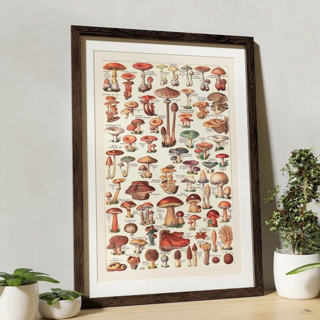 Vintage Mushroom Print, Mushroom Artwork, Vintage Mushroom, Mushroom Wall Art