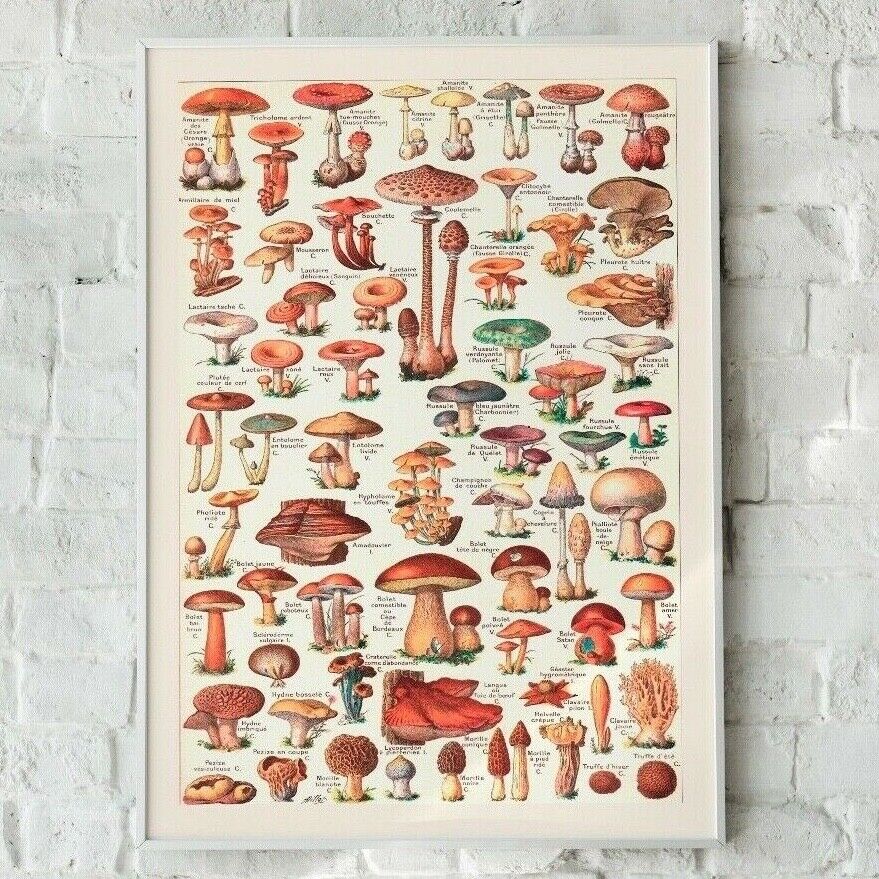 Vintage Mushroom Print, Mushroom Artwork, Vintage Mushroom, Mushroom Wall Art