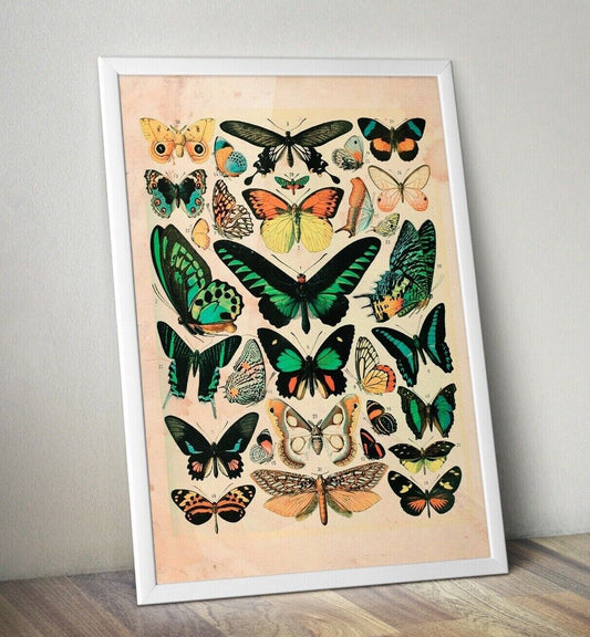 Vintage Butterfly Print, Butterfly Wall Art, Butterfly Poster, Home Decor